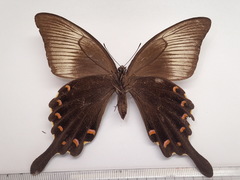 Papilio dehaanii