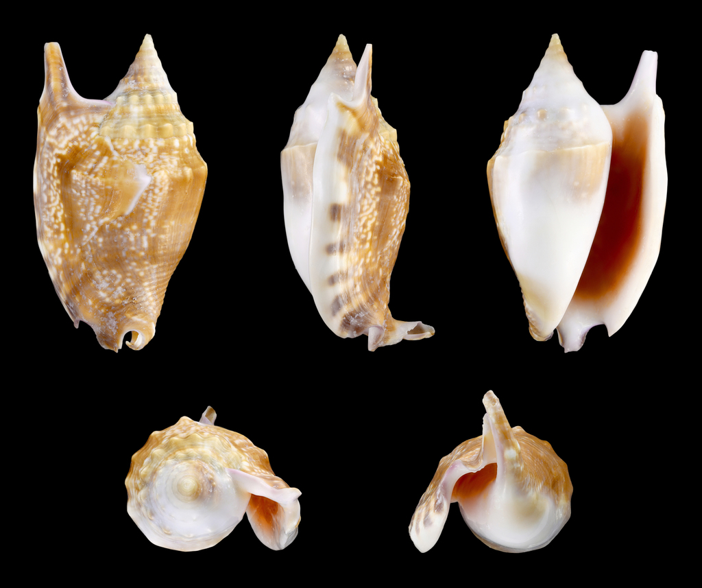 bubble conch