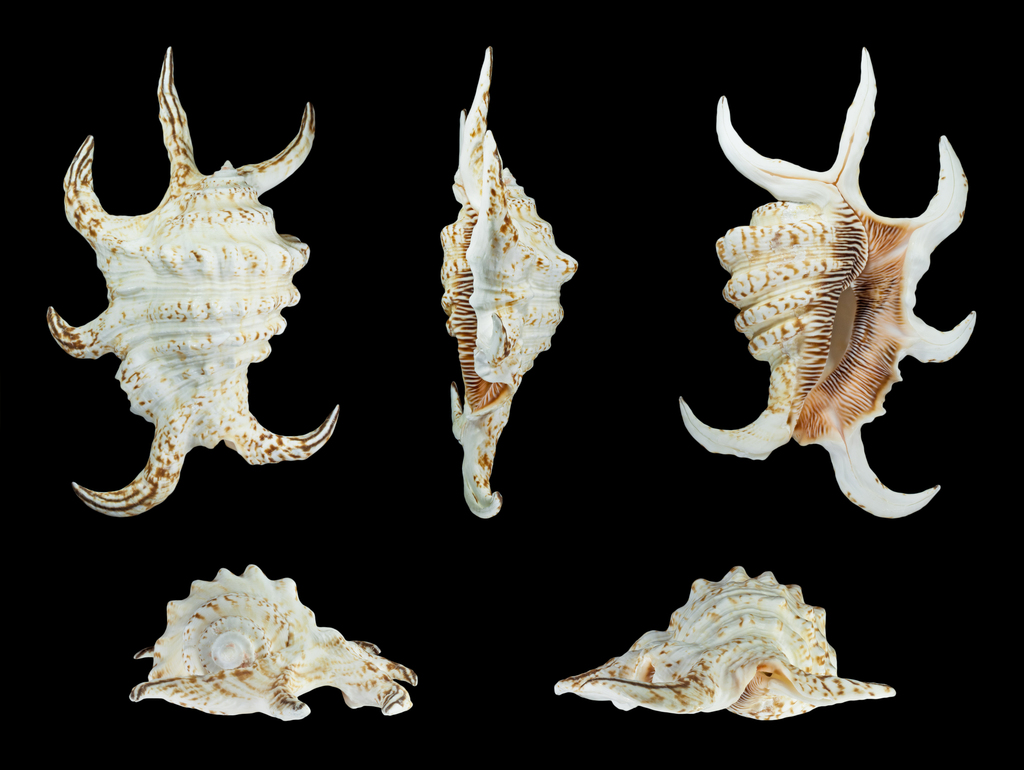 Harpago arthriticus