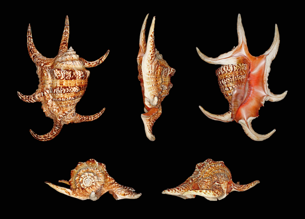 chiragra spider conch
