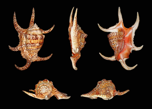 Chiragra Conch