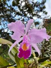 Cattleya trianae