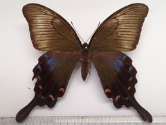 Papilio dehaanii