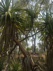 Pandanus brookei