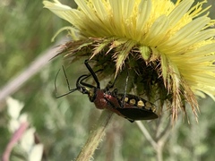Rhynocoris segmentarius