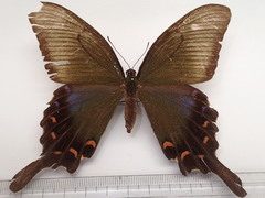 Papilio dehaanii