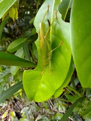 Austrosalomona destructor