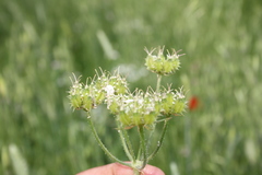Lisaea strigosa