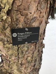 Corylus fargesii