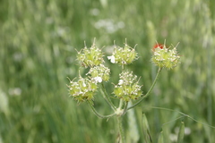Lisaea strigosa