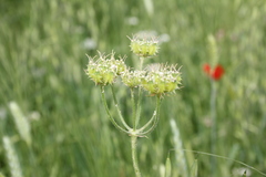 Lisaea strigosa