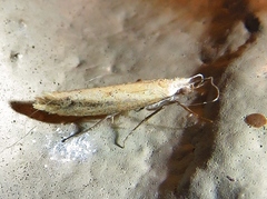 Ypsolopha unicipunctella