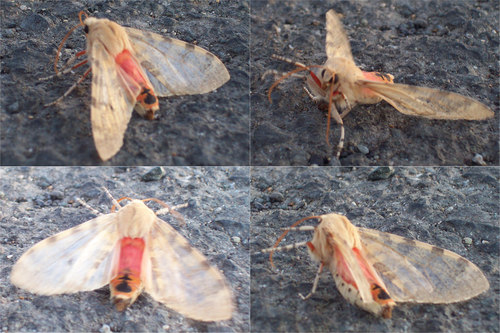 Edwards' Glassy-wing photo 5