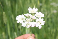 Lisaea strigosa