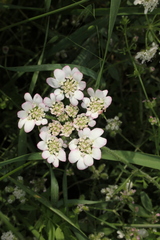 Lisaea strigosa