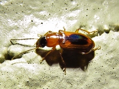 Stenolophus dissimilis
