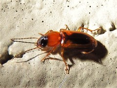 Stenolophus dissimilis