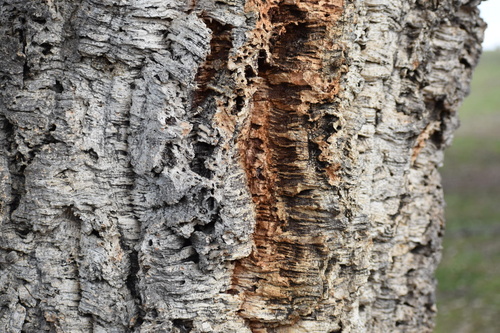 cork oak