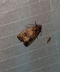 Elaphria fuscimacula