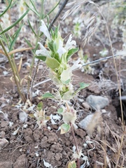 Acanthomintha obovata