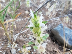 Acanthomintha obovata