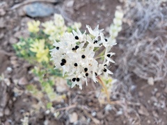 Allium howellii clokeyi