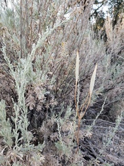 Calochortus splendens