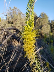 Stanleya pinnata