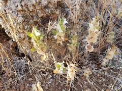 Acanthomintha obovata