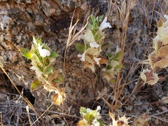 Acanthomintha obovata