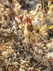 Acanthomintha obovata