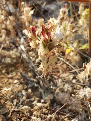 Acanthomintha obovata