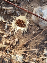 Acanthomintha obovata