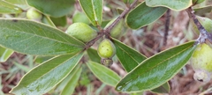 Psidium salutare