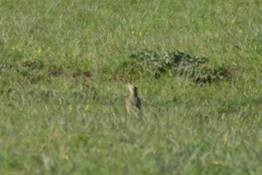 Geositta cunicularia
