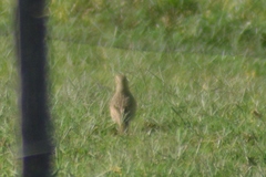 Geositta cunicularia