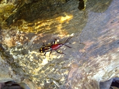 Orychodes digramma