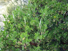 Calochortus splendens