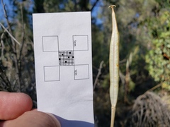 Calochortus splendens