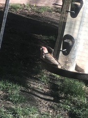 Haemorhous mexicanus