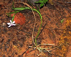 Epidendrum flexuosum