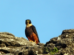 Falco rufigularis image