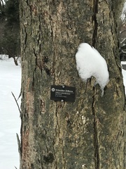 Zelkova schneideriana