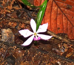Epidendrum flexuosum