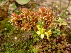 Sedum trullipetalum