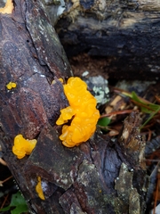 Tremella mesenterica image