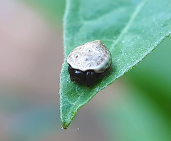 Hypognatha