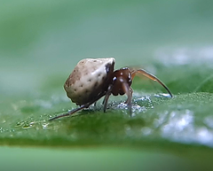 Hypognatha