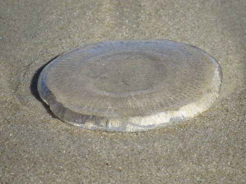 Rhacostoma atlanticum