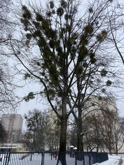 Populus maximowiczii × populus trichocarpa